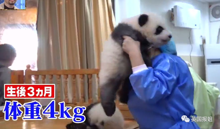为到中国亲手养熊猫，日本妹子苦练四川话，终圆铲屎梦！