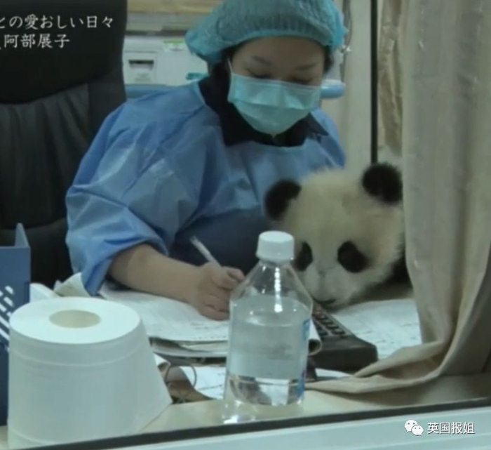 为到中国亲手养熊猫，日本妹子苦练四川话，终圆铲屎梦！