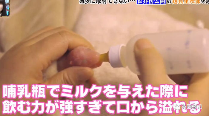 为到中国亲手养熊猫，日本妹子苦练四川话，终圆铲屎梦！