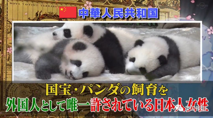 为到中国亲手养熊猫，日本妹子苦练四川话，终圆铲屎梦！
