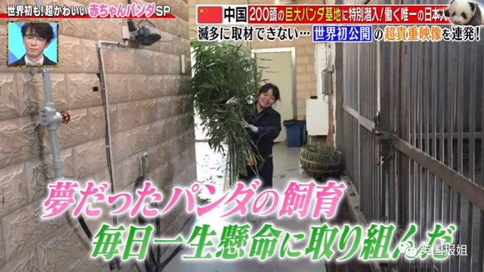 为到中国亲手养熊猫，日本妹子苦练四川话，终圆铲屎梦！