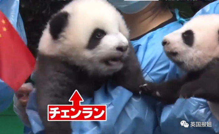 为到中国亲手养熊猫，日本妹子苦练四川话，终圆铲屎梦！