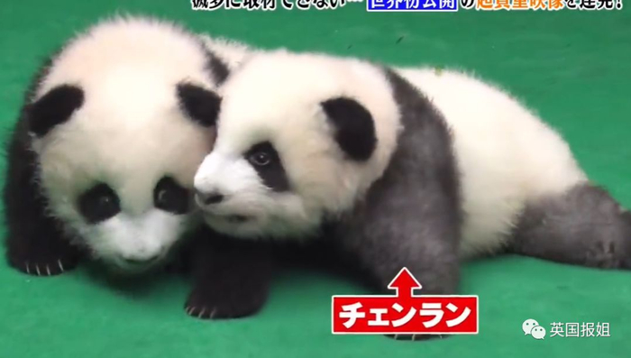 为到中国亲手养熊猫，日本妹子苦练四川话，终圆铲屎梦！