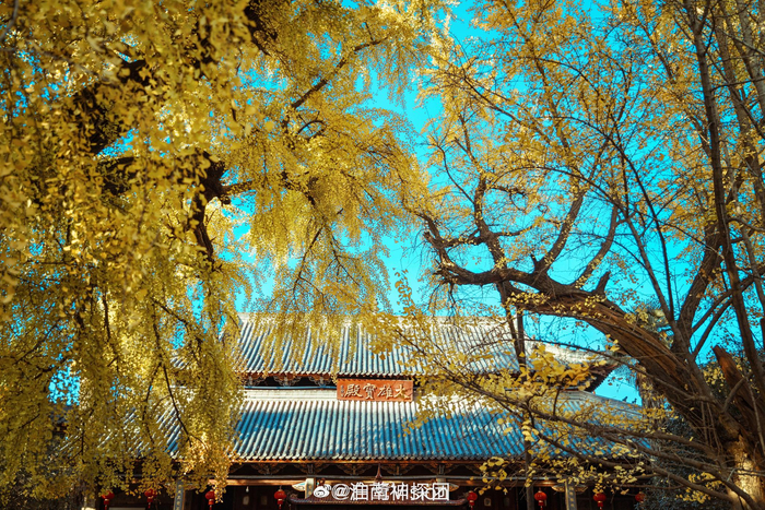 寿县报恩寺的这颗银杏树，随手一拍，不用做任何的修饰