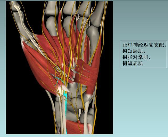 桡骨远端骨折详细解析与方法提供,及相应个人见解!|手术_新浪新闻