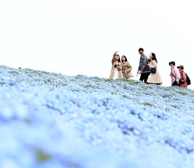 日本茨城450万株喜林草开花蓝色花海美如绝景