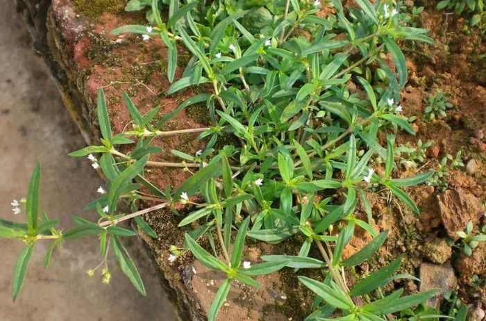 夏天潮汕妈妈都会煮的祛暑好"饮料",送上"青草水"秘方!赶紧收藏