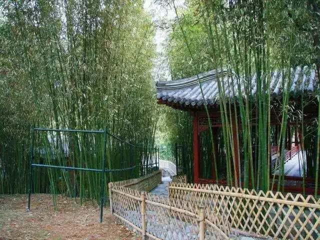 紫竹院公园哪能少了竹子