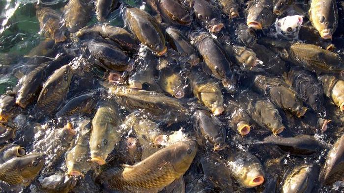 亚洲鲤鱼在美国泛滥成灾，斥资180亿整治无效，现已成为当地景色