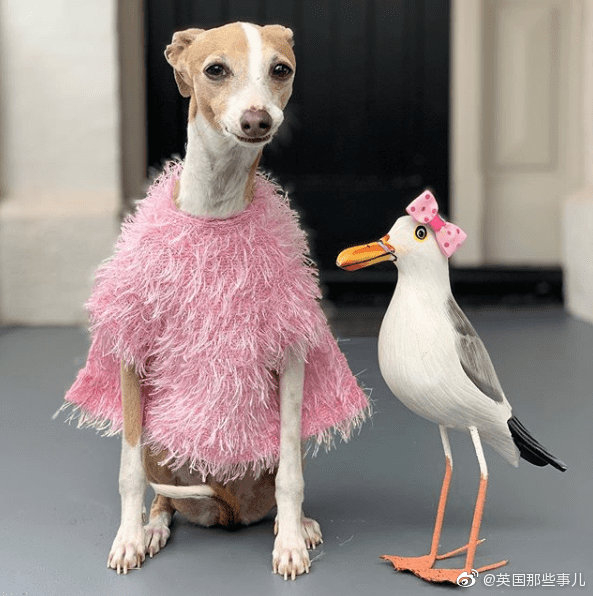 意大利灵缇犬Margaret,由内到外的优雅范儿