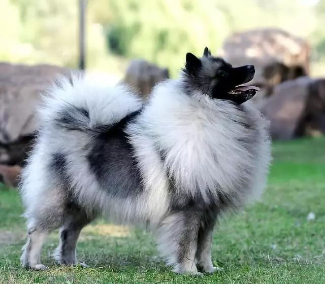 犬类智商排行榜Top50，看看你家狗狗排第几？|威尔士|曼彻斯特_新浪新闻