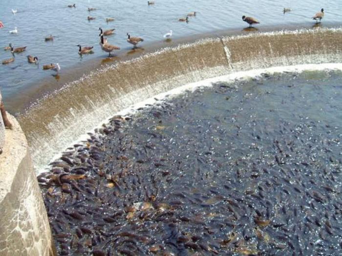 亚洲鲤鱼在美国泛滥成灾，斥资180亿整治无效，现已成为当地景色