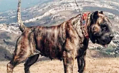 猛犬新霸主——子弹犬，外形十分诡异，它是否真正存在？