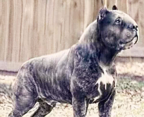 猛犬新霸主——子弹犬，外形十分诡异，它是否真正存在？