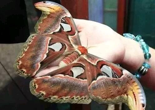 巨大皇蛾身份揭秘 外太空照片传输原理