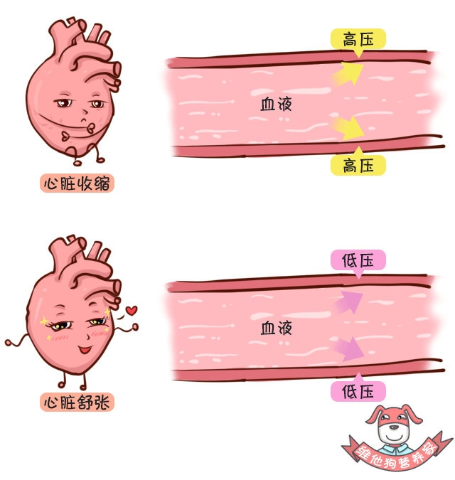 爸妈有高血压?请收下这波科普,关键时候能救命!|血管|狗狗|小动脉|舒张压|收缩压_新浪新闻