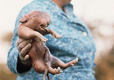 核辐射使老鼠变异变大狂暴还吃人真相让人很无语