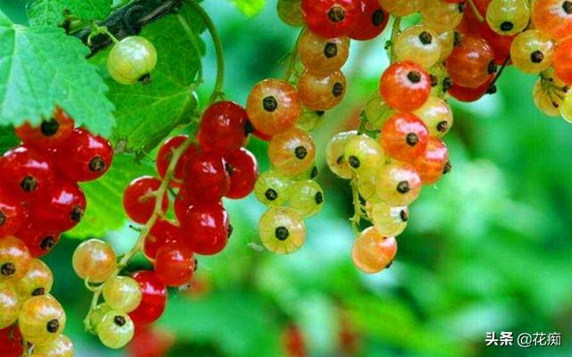 灯笼果，果味酸甜、营养丰富，好看又好养，在家种一盆甚好！|植株|果实|光照|水果|水分_新浪新闻
