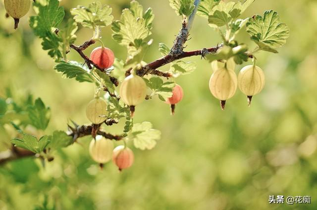 灯笼果，果味酸甜、营养丰富，好看又好养，在家种一盆甚好！|植株|果实|光照|水果|水分_新浪新闻