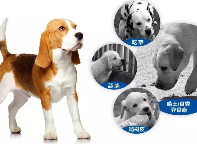 科普:狗真的改不了吃屎吗?|狗狗|大便|主人_新浪新闻