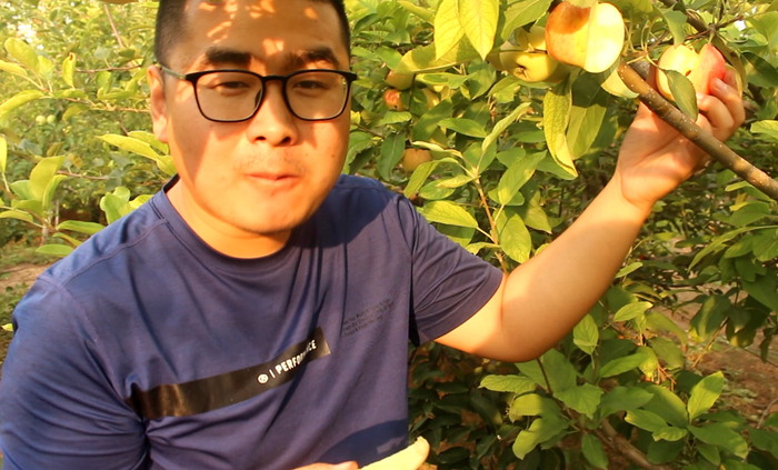 山东硕博的苹果已成熟,小帅带大家见识一下“旮旯苹果”,涨知识_新浪新闻