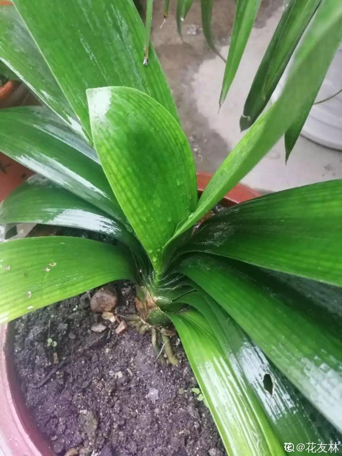这3种粗根花,根壮得像萝卜,趁着春天赶紧换盆!