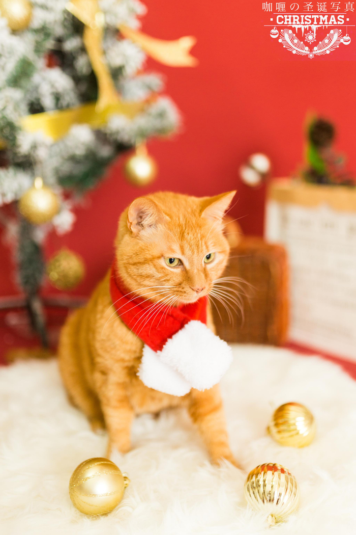 给咖喱拍了个圣诞写真,可爱死了!橘猫真的很圣诞风耶