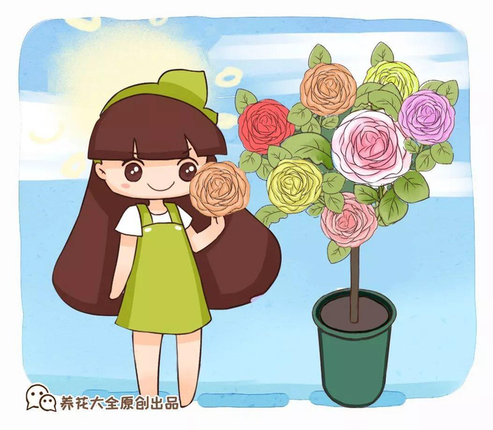 五色梅|三色堇|茉莉_新浪新闻