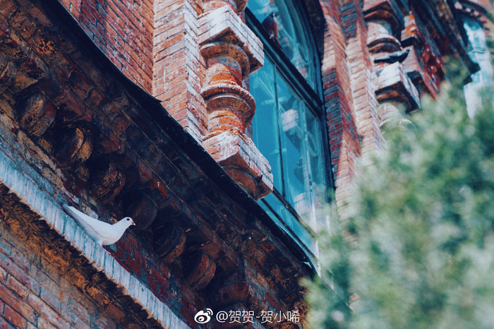 去慢旅行吧，把美好都藏在哈尔滨的旧时光中