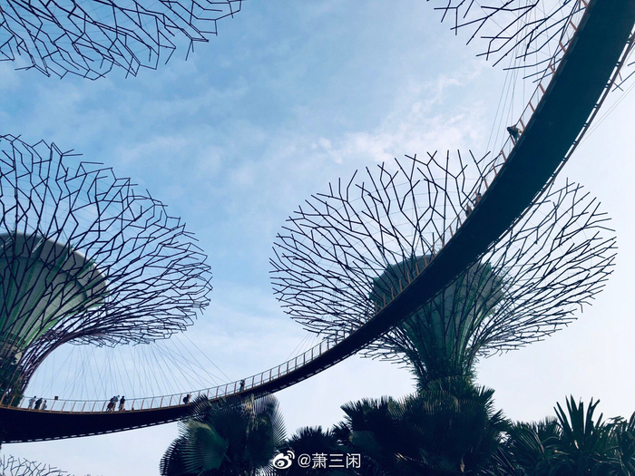 滨海湾花园的超级树,新加坡用人工创造的又一大自然奇观,自然
