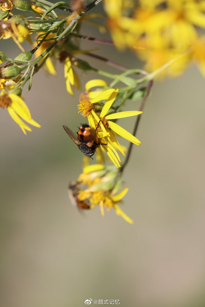 新疆天山天池动物植物