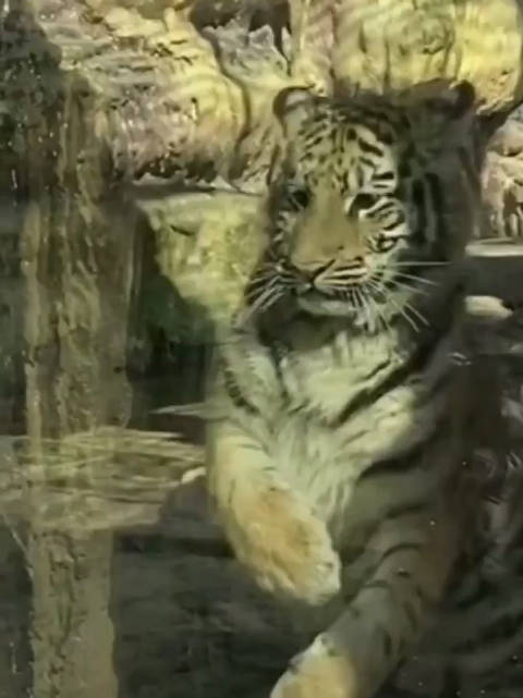 老虎:我可没动手嗷,可别是碰瓷儿的吧!