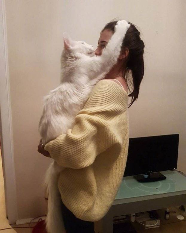 女子抱着大猫一起拍照,只是这猫的体型,有点大吧!