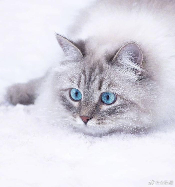 【爆買い！】 这雪地猫咪好惊艳啊！ その他