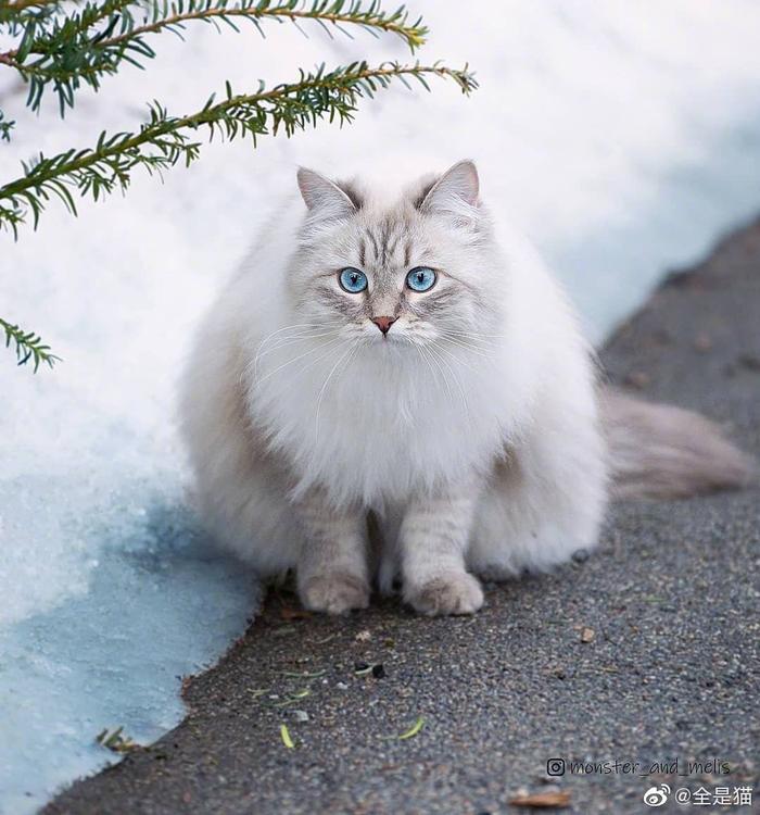 这雪地猫咪好惊艳啊！