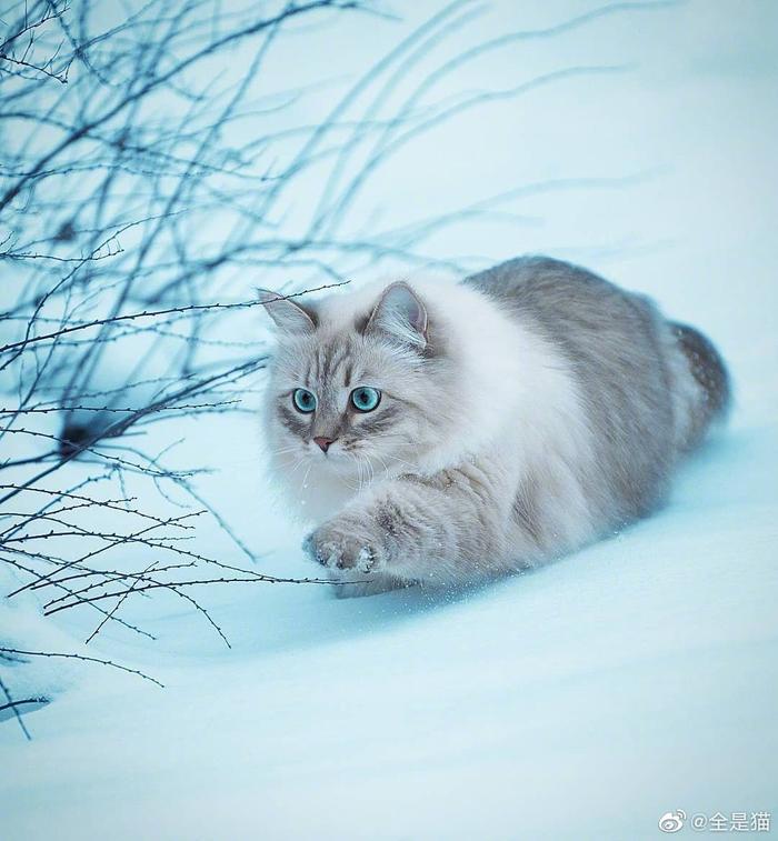 这雪地猫咪好惊艳啊！