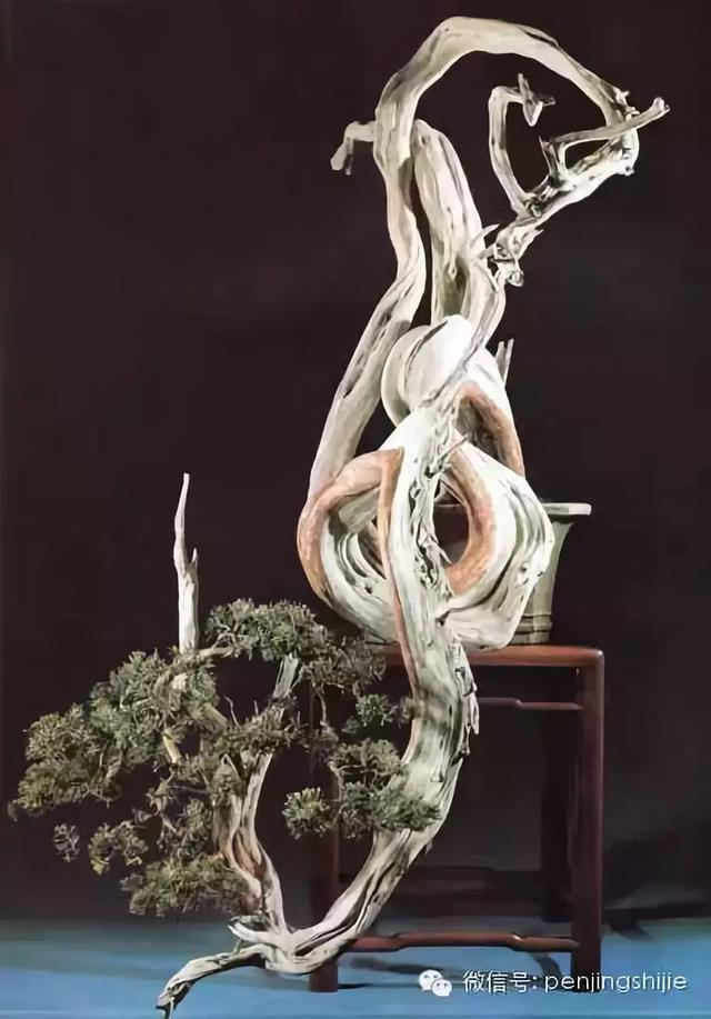 一组盆景佳作欣赏,曲干似游龙,虬枝聚和风|盆景|虬枝|龙龙_新浪新闻