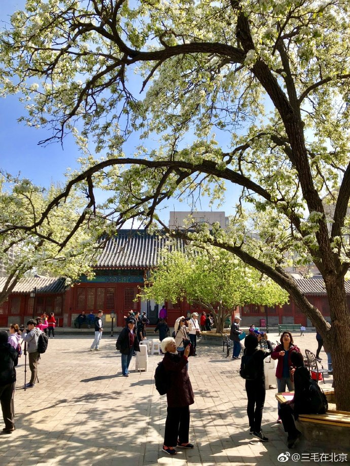 梨花开满北京智化寺摄影；三毛在北京