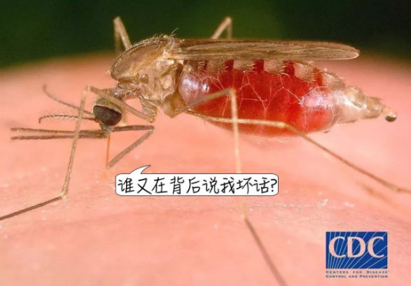 山)要说到"杀人如麻",你绝对想不到,战绩最"辉煌"的竟然是只"死蚊子"