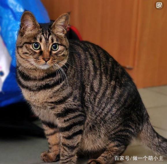 花狸猫真的那么凶吗?是的,没有最凶只有更凶!|豹猫_新浪新闻