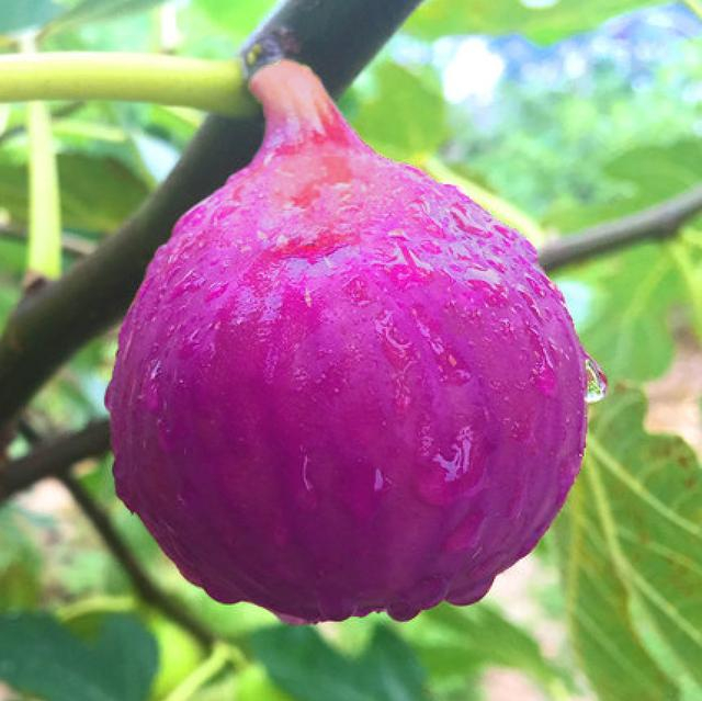 紫果也就是无花果,果皮熟之前是绿色的,熟了后是紫褐色,果皮韧度大