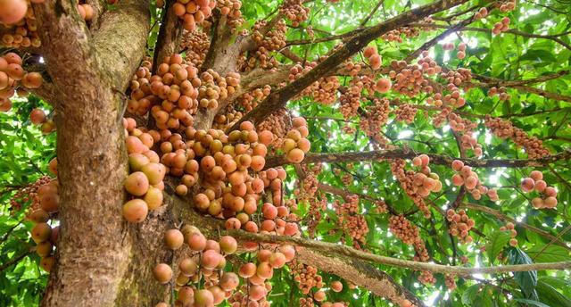 木奶果寓意着红红火火,老百姓给它取了一个比较好听的名字叫——燃情