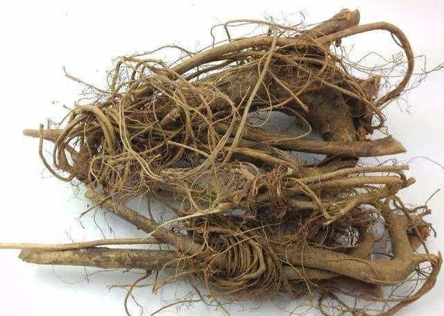这种植物叫对叶榕,汁液似牛奶,果实和无花果很相似,可别混淆了|叶榕|无花果|果实