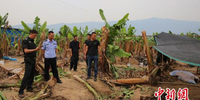 西双版纳种植园主遭野象群攻击死亡 当地发布