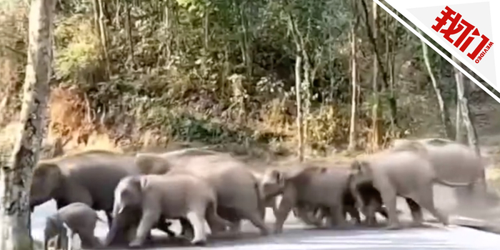 西双版纳4天3人遭野象攻击致死 人象冲突亟待