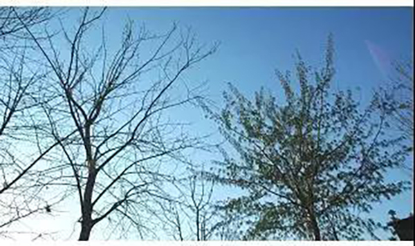 　使用药物后的树木对比