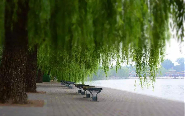 　北海公园中的柳树