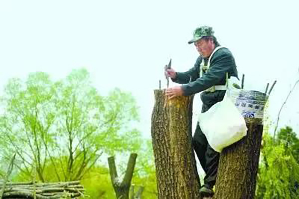 　园林工人在给柳树嫁接