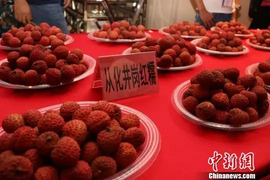  资料图：广州从化荔枝。 从化政府供图