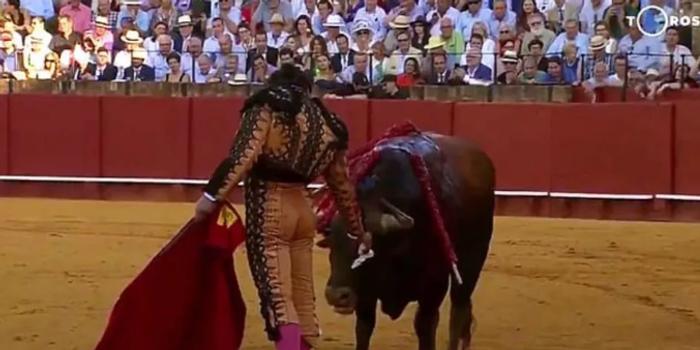 西班牙斗牛士杀牛前为其擦泪,斗牛精神还是虐